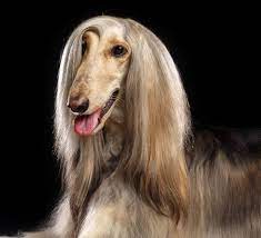 6 personaggi, con diverse personalità e stili di vita, . Razze Di Cani A Pelo Lungo Stupendi Ed Eleganti Esemplari