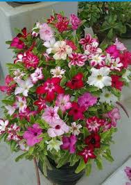 288 x 432 jpeg 27 кб. 390 Best Grafting Plants Ideas In 2021 Grafting Plants Grafting Plants