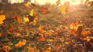 Maybe you would like to learn more about one of these? Autumn Leaves Falling In Slow Stock Footage Video 100 Royalty Free 22141111 Shutterstock