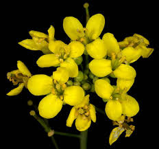 Image result for Brassica rapa