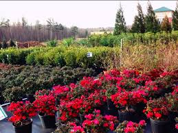 Well after the festivities have ended, a perfectly chosen plant can remain as a reminder of your unique relationship. Mapped Atlanta S Best Garden And Plant Stores Curbed Atlanta
