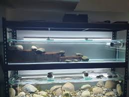 Pin On Rheophilic Fish Species