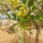 Image result for Cassia sieberiana