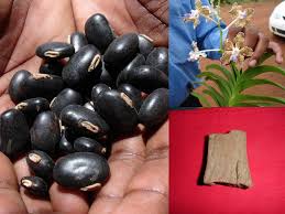 Image result for Enteropogon monostachyos