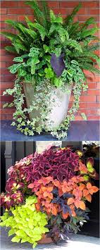 To make your window boxes more interesting, combine different species of flowers with the same spectrum of colors, such as this monochromatic purple mix of petunias, million bells, pansies and trailing vines. Best Shade Plants 30 Gorgeous Container Garden Planting Lists A Piece Of Rainbow