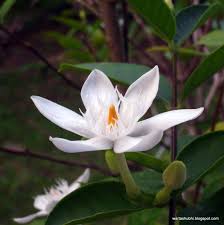 These pictures of this page are about:bunga jasmine dan bunga melur. Bunga Melur Plant Nature Photos Wartashubhi S Photoblog