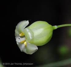 Image result for Behnia reticulata