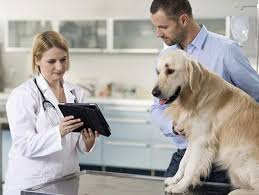 If the dog has a cancerous tumor then the dog will usually live between 2 months to 12 months once the cancerous tumor begins growing in the dog. How Long A Pet Lives After Cancer Diagnosis Is Up To You Petmd