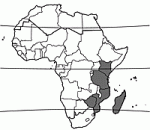 Image result for Bivinia jalbertii