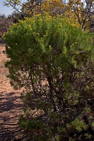 Image result for Kleinia schweinfurthii