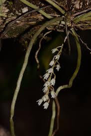 Image result for Microcoelia physophora