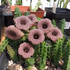 Image result for Huernia hislopii