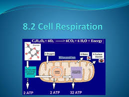 Learn vocabulary, terms and more with flashcards, games and other study tools. 8 2 Cell Respiration Ppt Download
