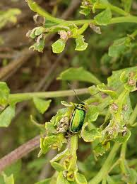 Image result for Blotiella trichosora