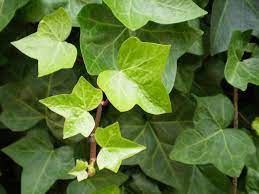 Хедера хеликс (hedera helix) — вечнозеленая лиана. Ivy Hedera Helix Grow Wild