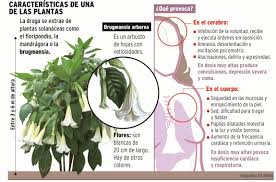 While burundanga is a frightening drug, in all our searching for information on it we failed to come across news articles about its being used in the. Que Es La Burundanga Respuestas Tips
