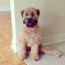 Pin By Carmen Jackson On Dog Wheaten Terrier Puppy Soft Coated Wheaten Terrier Wheaten Terrier
