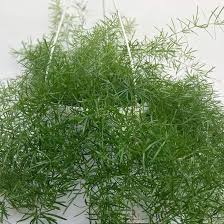 Image result for Asparagus radiatus