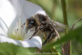 Image result for Bombus sylvarum