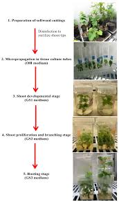 Image result for grapevine cuttings