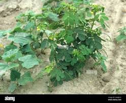 Image result for Senna tora