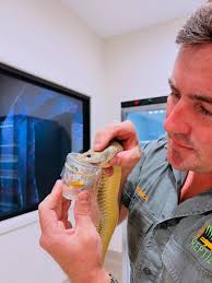 The last recorded death from a King Brown (Mulga) snake occurred in 1969,  when a 20-year-old bloke got grabbed