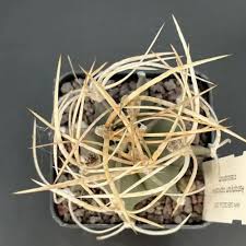 Image result for Strombosiopsis