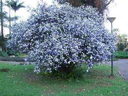 Image result for Pupalia grandiflora