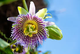 Image result for Passiflora ligularis