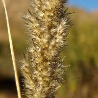 Image result for Enneapogon cenchroides