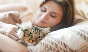 Ruyada Kedi Kili Gormek Ruyandagor Com