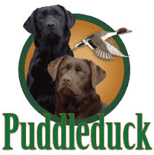 Find puppies in your area and helpful tips and info. Puddleduck Retrievers Morrill Maine Labrador Retrievers