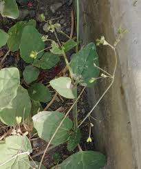 Image result for Boerhavia coccinea