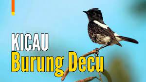 Decu, decu gacor, decu kembang, decu wulung, decu betina, decu mini tips membedakan decu kembang jantan dan betina, decu kembang jantan memiliki warna bulu itam pekat warna perut. Suara Burung Decu Kembang Sikatan Belang Gacor Youtube