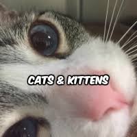 Wellness plan what cat humane society pet adoption personality cats animals fairy gatos. Pet Adoption Heartland Humane Society Corvallis Wilco Farm Stores