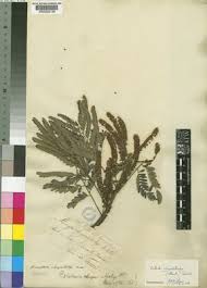 Image result for Entada chrysostachys