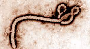 Patienten leiden unter fieber mit desorientiertheit und bewusstseinsstörungen bis hin zum koma. Ebola Fieber Marburg Fieber