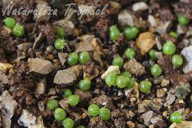 Germina semillas y cuida las plántulas de cactus sin fallar. Germina Semillas De Cactus Y Cuida Las Plantulas Como Un Experto