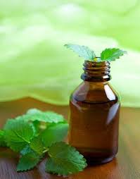 Comment Faire De L Huile De Menthe Ameliore Ta Sante Huile De Menthe Ameliore Ta Sante Menthe