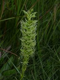 Image result for Habenaria lithophila