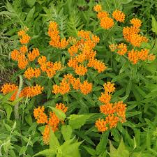 Image result for Asclepias foliosa