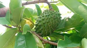 Maybe you would like to learn more about one of these? 4 Manfaat Daun Sirsak Untuk Kesehatan Tubuh Manusia Kabarmakassar Com