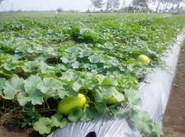 Durian boleh berbunga dan berbuah sekali atau dua kali setahun, bergantung kepada spesies, kultivar dan lokasi. 10 Cara Menanam Labu Kuning Dan Perawatannya Ilmubudidaya Com