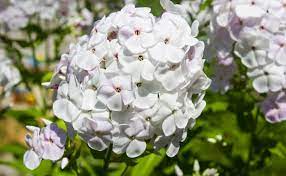 Types of flowers in india. Top 10 Fragrant Flowers In India Scented Flowers Smelling Flowers