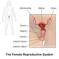 This diagram depicts internal female anatomy pictures with parts and labels. The Woman S Copulatory Organs Anatomy And Function Lecturio