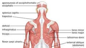 The deltoid muscles (sometimes called the deltoideus muscles) are thick triangular muscles that cover the shoulder joints. Human Muscle System Functions Diagram Facts Britannica