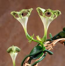 Image result for Ceropegia schultzei