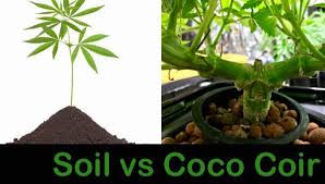 Check spelling or type a new query. Coco Coir Vs Soil Which Is Better For Grow Cannabis 420 Big Bud