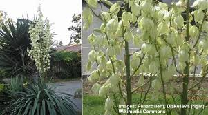 We've added 22 of them that you can grow indoors or in shady corners of your garden! Types Of Yucca Plants With Pictures Identification Guide