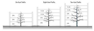 Maybe you would like to learn more about one of these? High Density Apple Orchard Management Nc State Extension Publications
